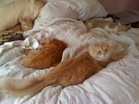 orange cats and bob_ret.jpg